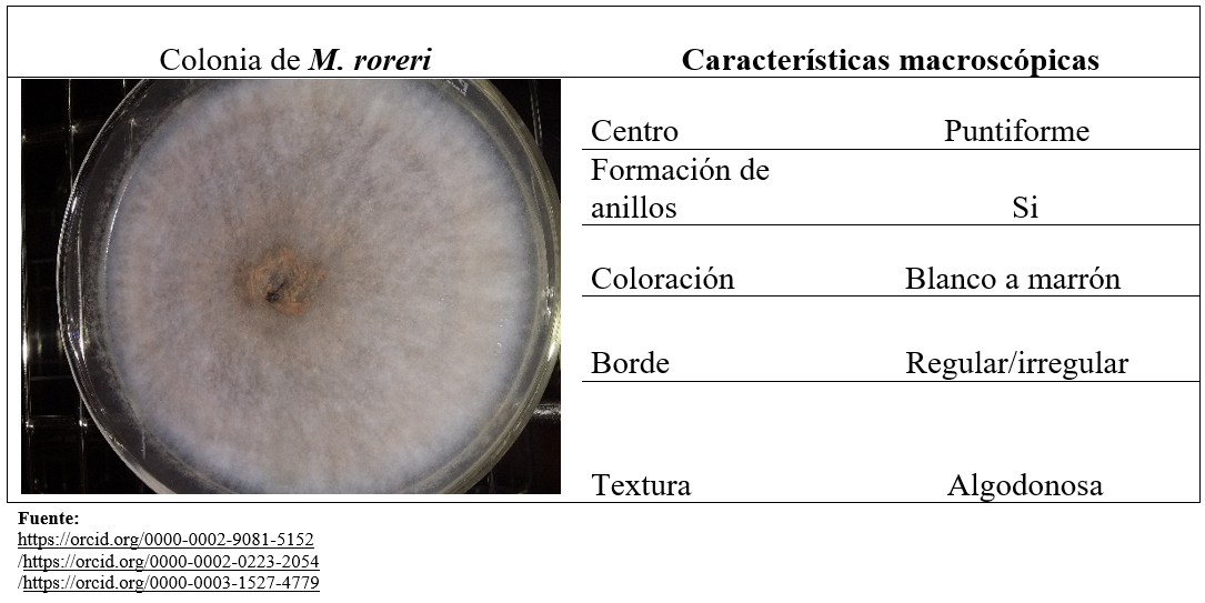 Características
macroscópicas específicas de Moniliophthora
roreri (cif) H. C. Evans, Stalpers,Samson & Benny.(1978)